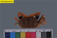 藏品(萬歲大眼蟹)的圖片